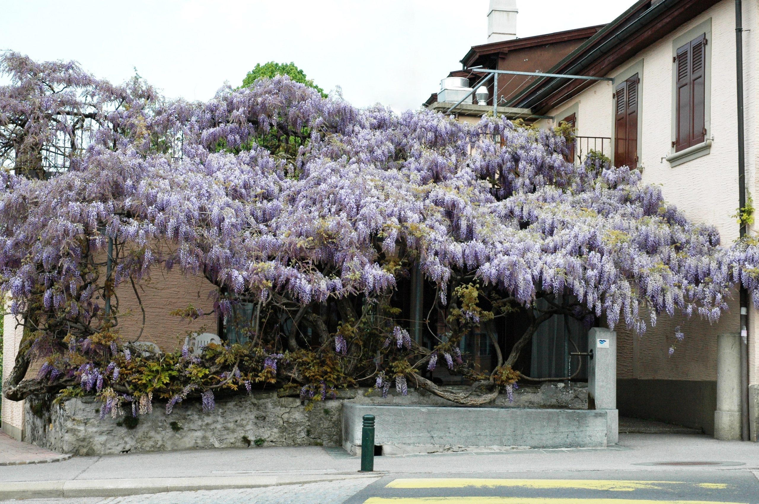 Glycine de Blonay