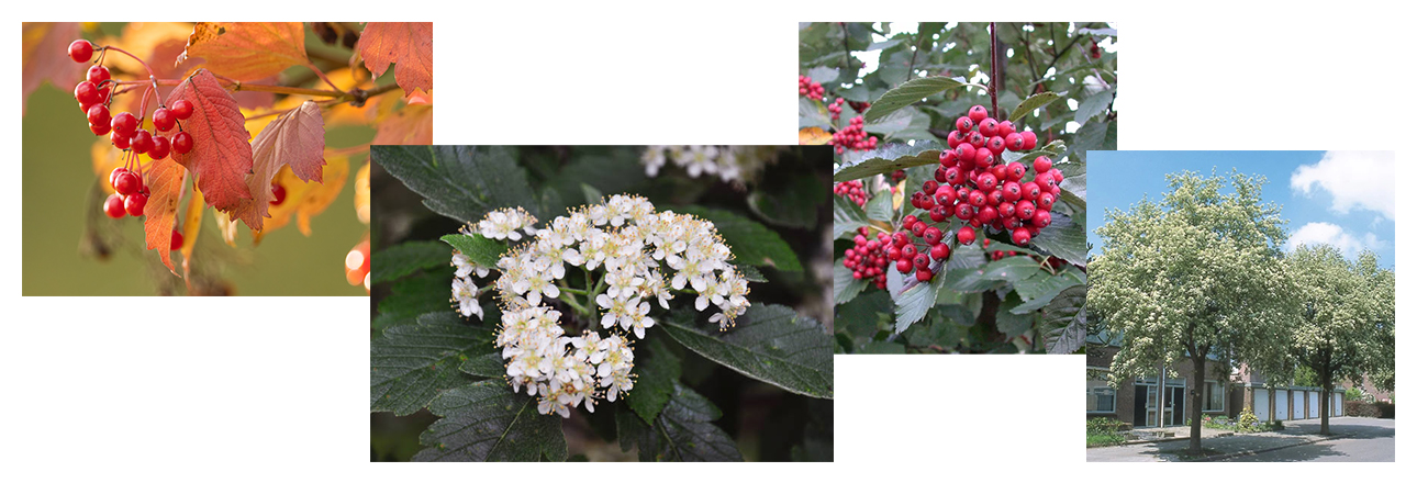 L’Alisier blanc, ou Sorbus aria