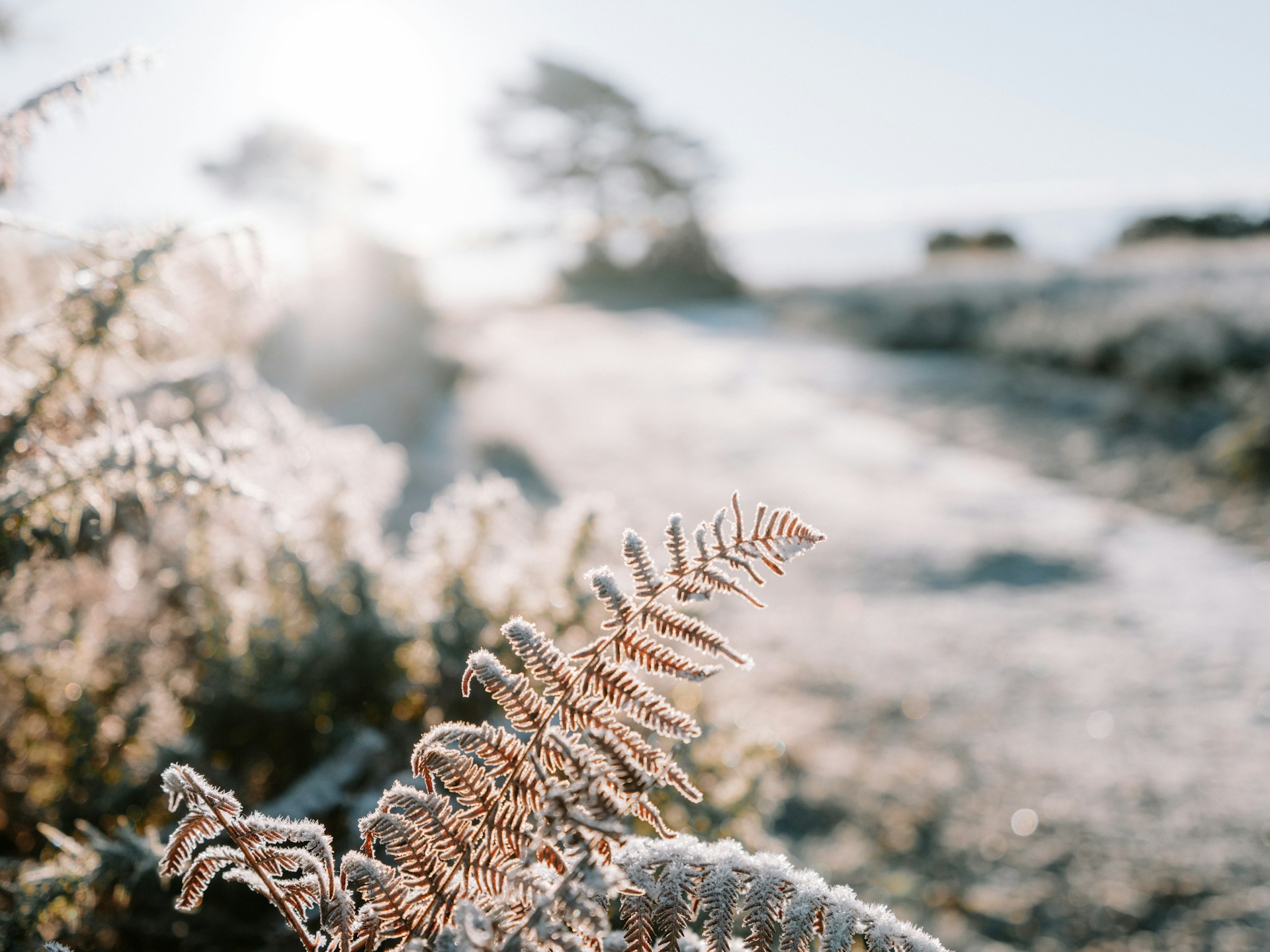 hiver-doux